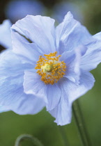 Himalayan Blue Poppy, Meconopsis baileyi.