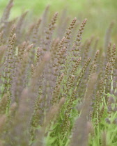 Salvia, Salvia sylvestris 'May night'.