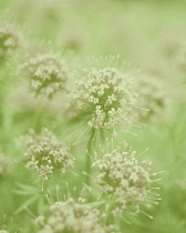 Valerian, Common valerian, Valerian officinalis.