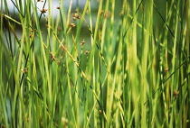 ZebraRush, Scirpus tabemaemontani.