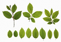 Beech, Fagus sylvatica.