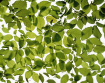 Beech, Fagus sylvatica.