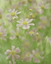 Coreopsis, Coreopsis rosea 'American Dream'.