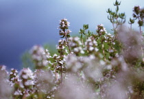 Thyme, Thymus vulgaris.