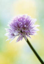 Chive, Allium schoenoprasum.