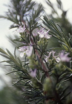 Rosemary, Rosmarinus officinalis.