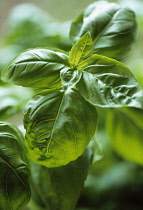 Basil, Ocimum basilicum.