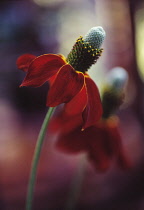 Mexican Hat, Ratibida 'Red Midget'.