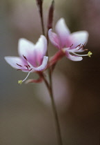 Gaura, Gaura lindheimeri 'Cherry Brandy'.