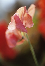 Sweetpea, Lathyrus odoratus 'Orange Dragon'.