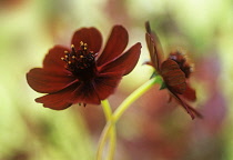 Cosmos, Chocolate cosmos, Cosmos atrosanguineus.