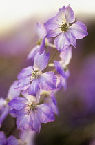 Larkspur, Consolida 'Frosted skies'.