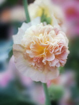 Hollyhock, Alcea 'Peaches & Dreams'.