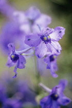 Delphinium.