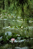 Waterlily, Nymphaea.