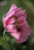 Poppy, Opium poppy, Papaver somniferum.