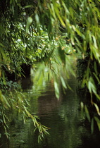 Willow, Weeping willow, Salix babylonica.