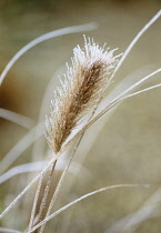 Fountain Grass, Pennisetum alopecuroides.