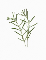 Rosemary, Rosmarinus officinalis.