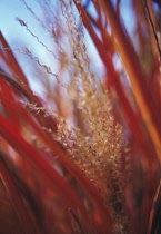 Miscanthus, Chinese SIlver Grass, Miscanthus.
