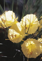 Daffodil, Petticoat daffodil, Narcissus bulbicodium.