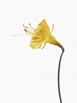 Daffodil, Petticoat daffodil, Narcissus bulbicodium.