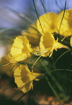 Daffodil, Petticoat daffodil, Narcissus bulbicodium.