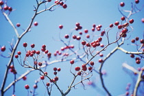 Hawthorn, Crataegus.