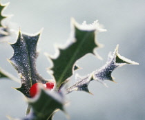 Holly, Ilex.