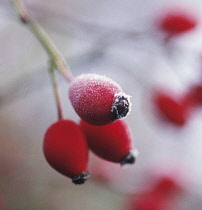 Rosehip, Rosa canina.