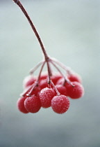 Viburnum, Viburnum opulus.