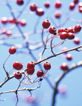 Hawthorn, Crataegus laevigata.