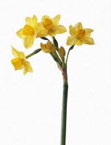 Narcissus, Narcissus tazetta.