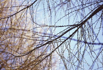 Larch, Larix.