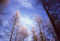 Larch, Larix.