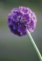 Primrose, Drumstick primrose, Primula, Primula denticulata.