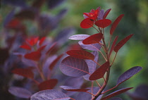 Smokebush, Cotinus coggygria.