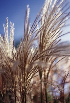 Miscanthus, Chinese SIlver Grass, Miscanthus sinensis silberfeder.