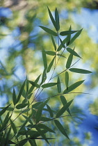 Bamboo, Phyllostachys sulphurea.