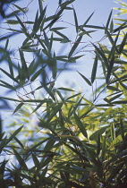 Bamboo, Phyllostachys sulphurea.