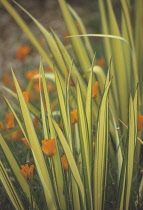 New Zealand Flax, Phormium tenax 'Yellow Wave'.