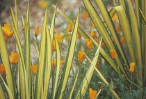 New Zealand Flax, Phormium tenax 'Yellow Wave'.