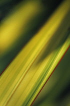 New Zealand Flax, Phormium.