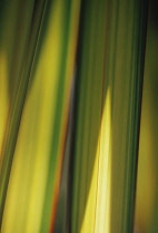 New Zealand Flax, Phormium.