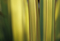 New Zealand Flax, Phormium.