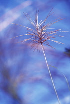 Siren Japanese Silvergrass, Miscanthus sinensis 'Sirene'.
