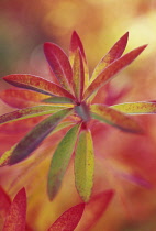 Euphorbia, Spurge, Euphorbia griffithi 'Fireglow'.