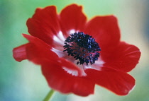 Anemone, Anemone pavonina.