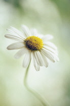 Chamomile, Chamaemelum nobile.