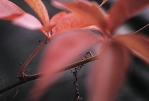 Boston Ivy, Parthenocissus tricuspidata.